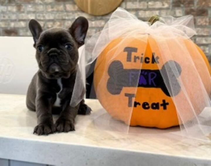 Nicole Narmon pet Nugget